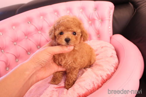 成約済の茨城県のティーカッププードル-142582の11枚目