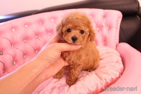 成約済の茨城県のティーカッププードル-142582の10枚目