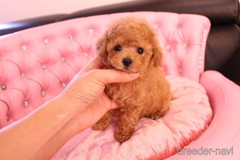 成約済の茨城県のティーカッププードル-142582の9枚目