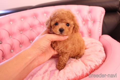 成約済の茨城県のティーカッププードル-142582の8枚目