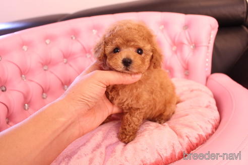 成約済の茨城県のティーカッププードル-142582の7枚目