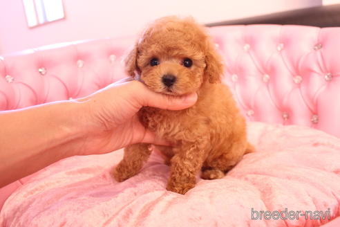 成約済の茨城県のティーカッププードル-142582の6枚目