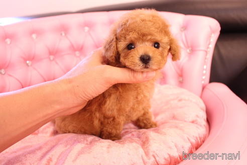 成約済の茨城県のティーカッププードル-142582の4枚目