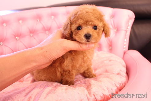 成約済の茨城県のティーカッププードル-142582の3枚目