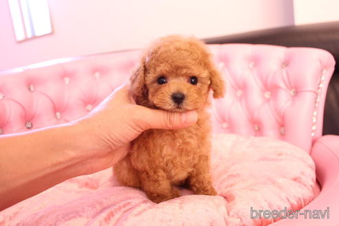 成約済の茨城県のティーカッププードル-142582の2枚目