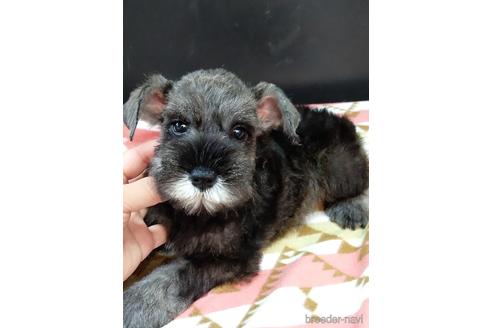 成約済の千葉県のミニチュアシュナウザー-142589の4枚目