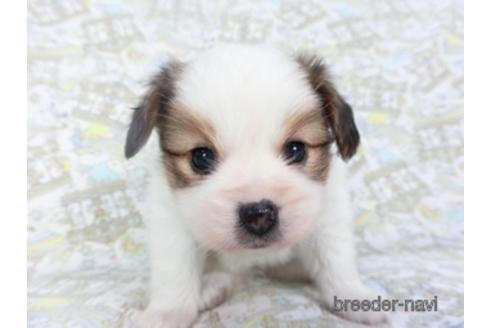 成約済の千葉県のパピヨン-142597の1枚目