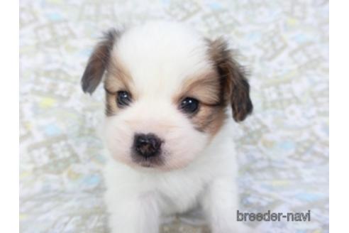 成約済の千葉県のパピヨン-142597の4枚目