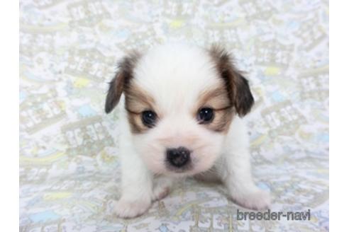 成約済の千葉県のパピヨン-142597の3枚目