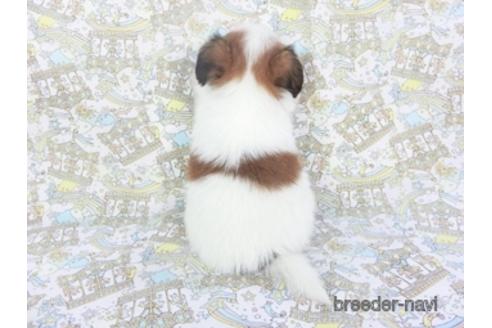 成約済の千葉県のパピヨン-142597の2枚目