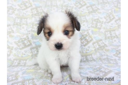 成約済の千葉県のパピヨン-142598の4枚目