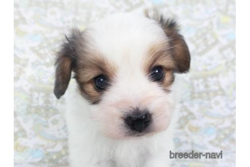 成約済の千葉県のパピヨン-142598の1枚目