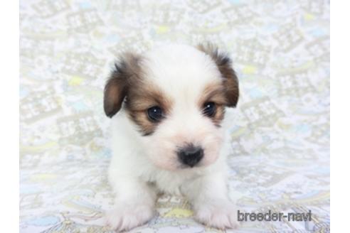 成約済の千葉県のパピヨン-142598の3枚目