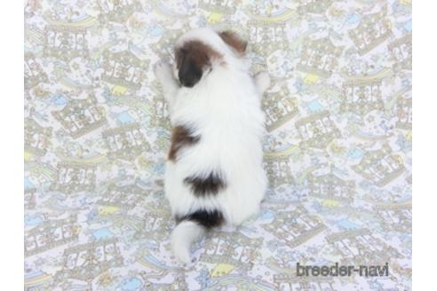 成約済の千葉県のパピヨン-142598の2枚目