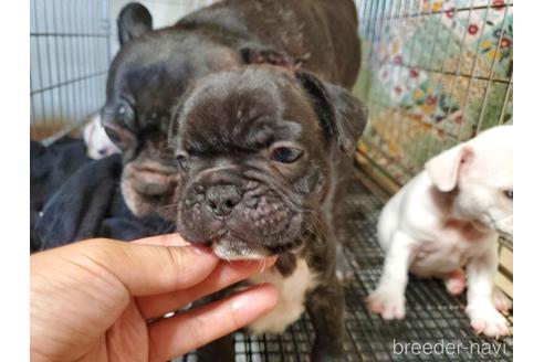 成約済の愛知県のフレンチブルドッグ-141273の4枚目