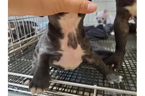 成約済の愛知県のフレンチブルドッグ-141273の2枚目