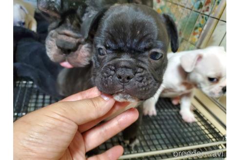 成約済の愛知県のフレンチブルドッグ-141273の3枚目