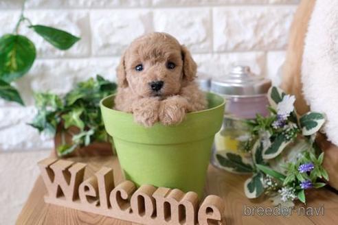 成約済の滋賀県のトイプードル-142578の1枚目