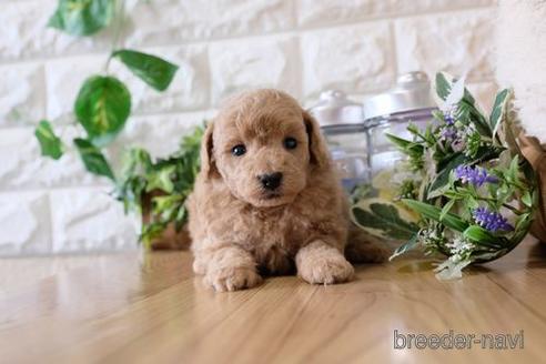 成約済の滋賀県のトイプードル-142578の3枚目