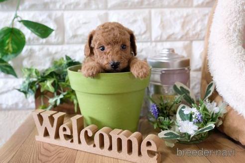 成約済の滋賀県のトイプードル-142579の1枚目