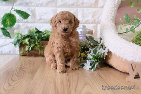成約済の滋賀県のトイプードル-142579の3枚目