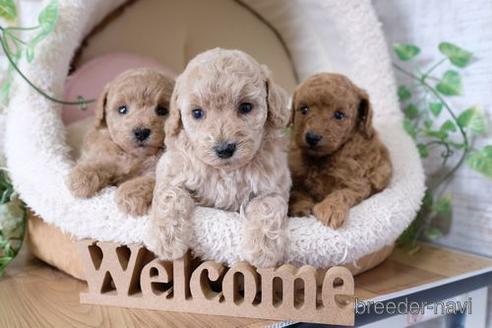 成約済の滋賀県のトイプードル-142579の2枚目