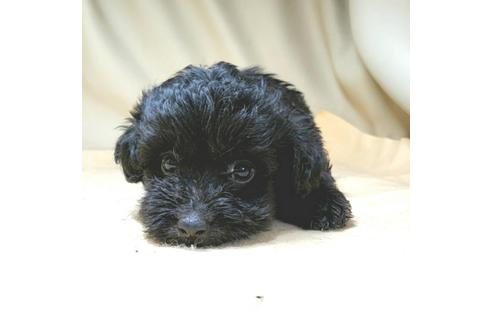 成約済の茨城県のミックス犬-140165の6枚目