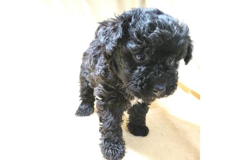 成約済の茨城県のミックス犬-140153の11枚目