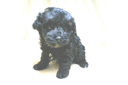 成約済の茨城県のミックス犬-140164の15枚目