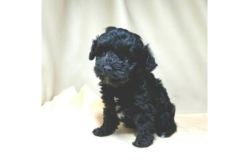 成約済の茨城県のミックス犬-140164の14枚目