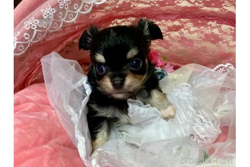 成約済の三重県のチワワ(ロングコート)-138592の5枚目