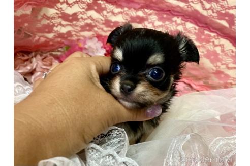 成約済の三重県のチワワ(ロングコート)-138592の2枚目