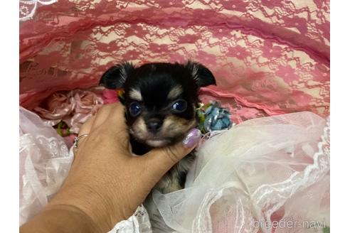 成約済の三重県のチワワ(ロングコート)-138592の3枚目