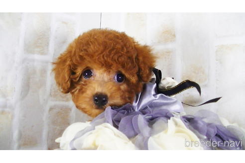 成約済の福岡県のタイニープードル-142639の5枚目