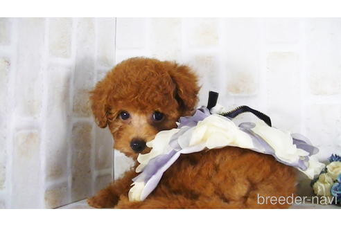 成約済の福岡県のタイニープードル-142639の4枚目