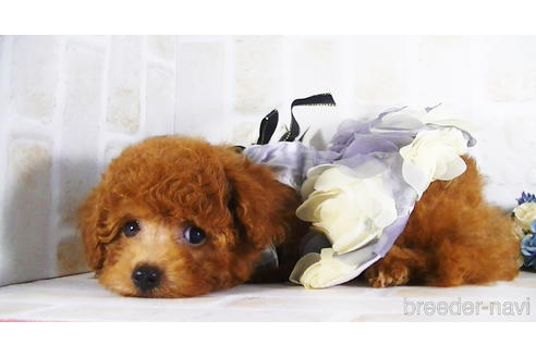 成約済の福岡県のタイニープードル-142639の3枚目