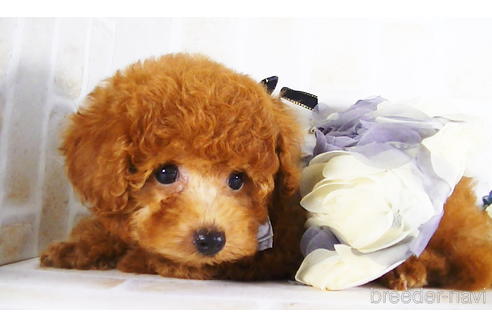 成約済の福岡県のタイニープードル-142639の2枚目