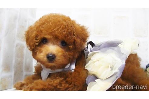 成約済の福岡県のタイニープードル-142639の1枚目