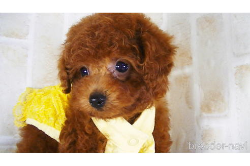 成約済の福岡県のタイニープードル-142640の1枚目