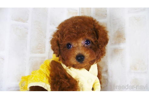 成約済の福岡県のタイニープードル-142640の6枚目