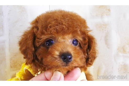 成約済の福岡県のタイニープードル-142640の5枚目