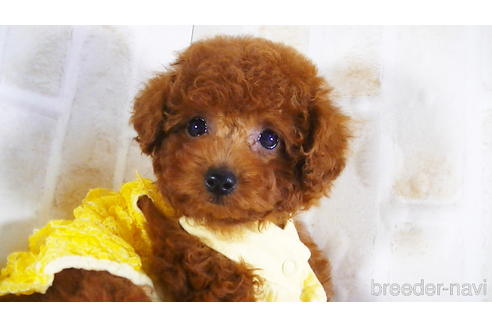 成約済の福岡県のタイニープードル-142640の4枚目