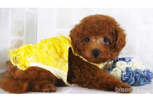 成約済の福岡県のタイニープードル-142640の3枚目