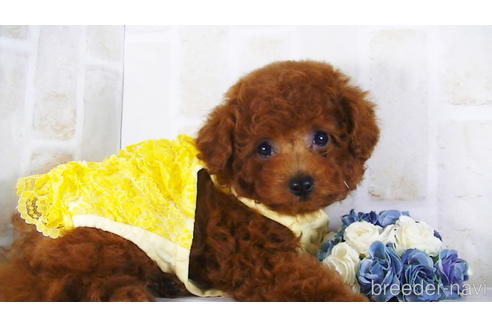 成約済の福岡県のタイニープードル-142640の2枚目