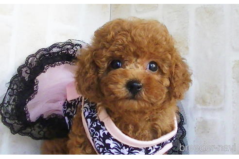 成約済の福岡県のタイニープードル-142641の3枚目