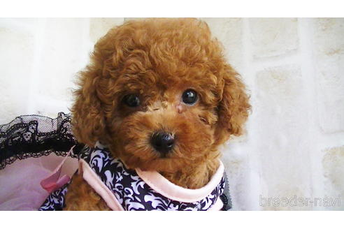 成約済の福岡県のタイニープードル-142641