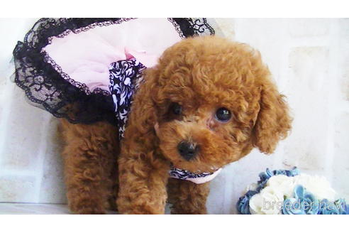 成約済の福岡県のタイニープードル-142641の2枚目