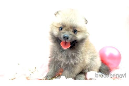 成約済の千葉県のポメラニアン-142653の1枚目