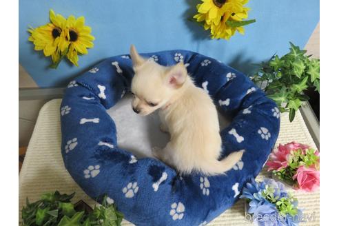 成約済の福岡県のチワワ(ロングコート)-142663の5枚目