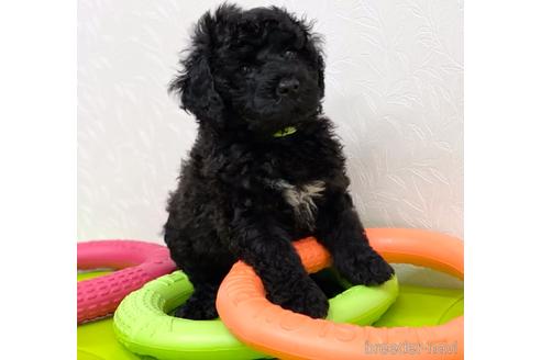 成約済の東京都のミックス犬-142673の1枚目